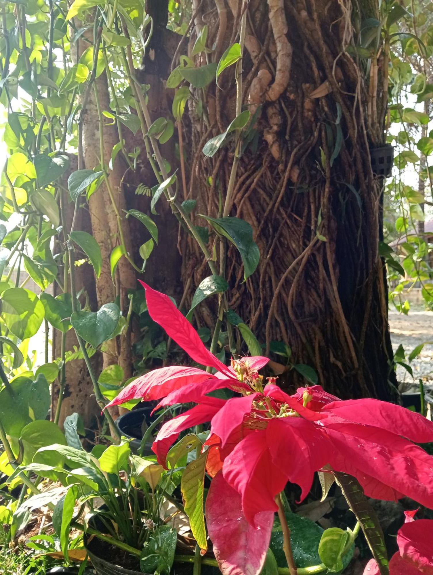 Vangvieng Ruby'Homestay 万荣 外观 照片